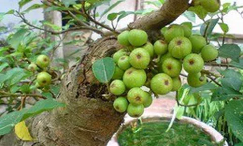 Cây sung nên trồng trước cổng hay phía sau nhà thì hợp phong thủy?