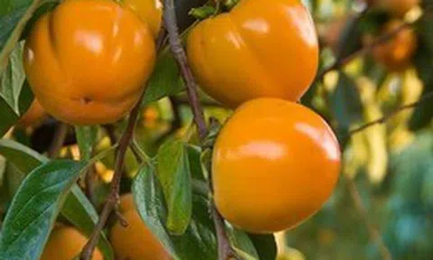 "Trồng cây là trồng phúc, giữ cây là giữ lộc" - Nhà có 7 cây này quý nhân chắc chắn ghé thăm!