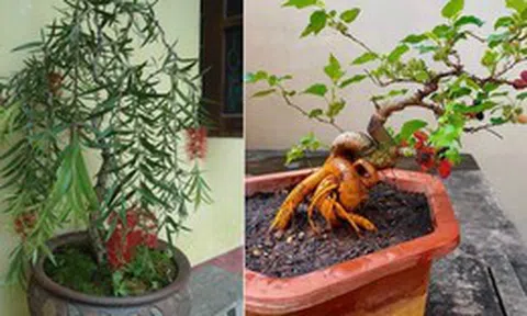 4 loại cây "âm thịnh dương suy", ĐỪNG DẠI rước vào nhà kẻo quanh năm nghèo túng