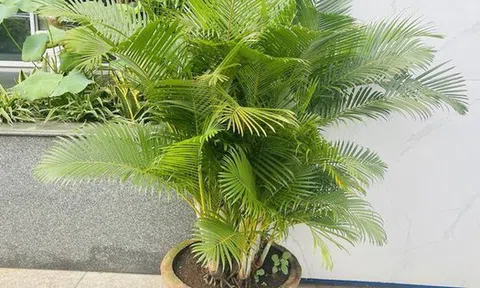 Ông bà xưa truyền: Trồng 3 loại cây này trước cổng, con cháu dễ gặp quý nhân phù trợ