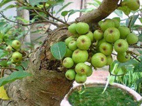 Cây sung nên trồng trước cổng hay phía sau nhà thì hợp phong thủy?