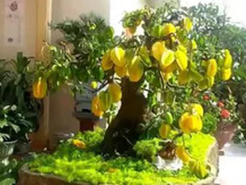 Trồng cây này trước cửa vừa cho bóng mát vừa giúp gia đình thịnh vượng, con cháu dễ thành tài