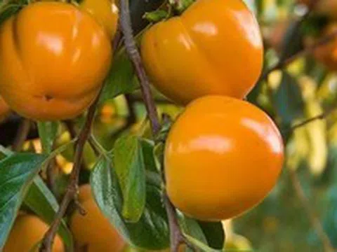 "Trồng cây là trồng phúc, giữ cây là giữ lộc" - Nhà có 7 cây này quý nhân chắc chắn ghé thăm!