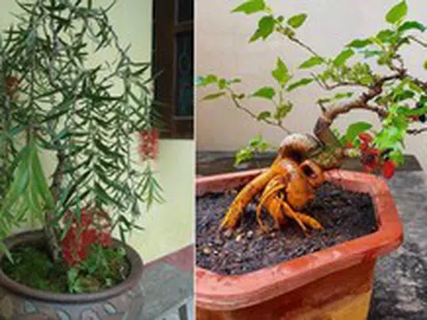 4 loại cây "âm thịnh dương suy", ĐỪNG DẠI rước vào nhà kẻo quanh năm nghèo túng