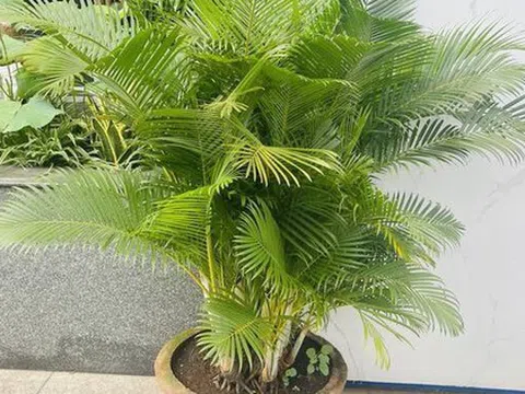 Ông bà xưa truyền: Trồng 3 loại cây này trước cổng, con cháu dễ gặp quý nhân phù trợ